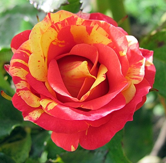 розы спрей Файер Флеш (2) в Абдулино