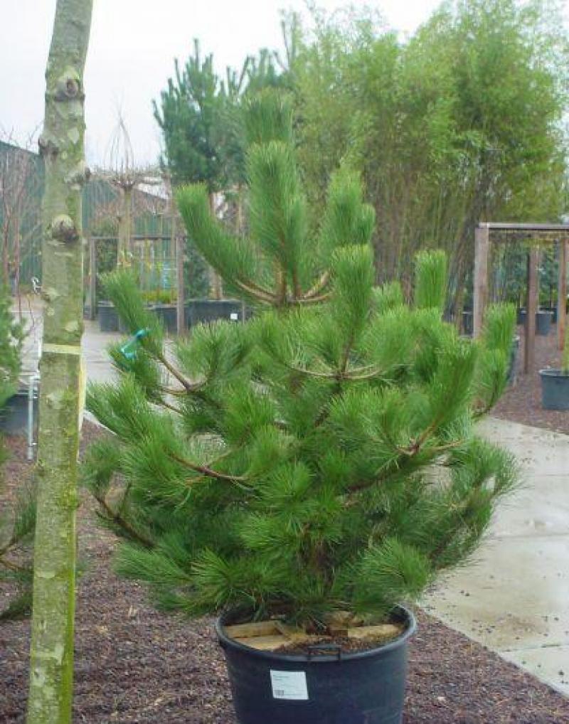 Сосна Чёрная (Pinus Nigra) (2) в Абдулино