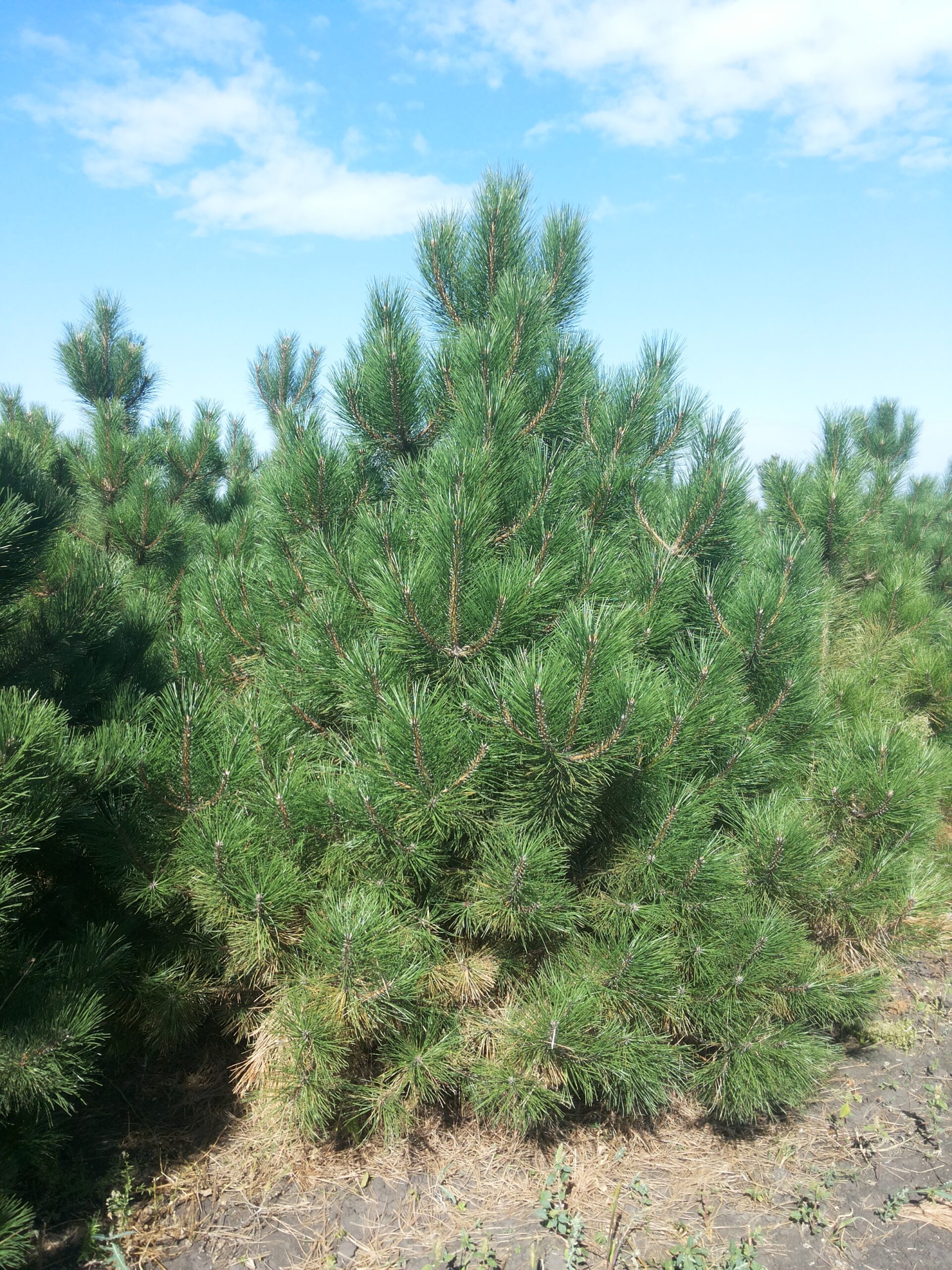 Сосна Чёрная (Pinus Nigra) (3) в Абдулино