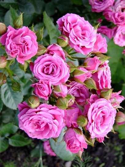 Роза Спрей розовый (2) в Абдулино