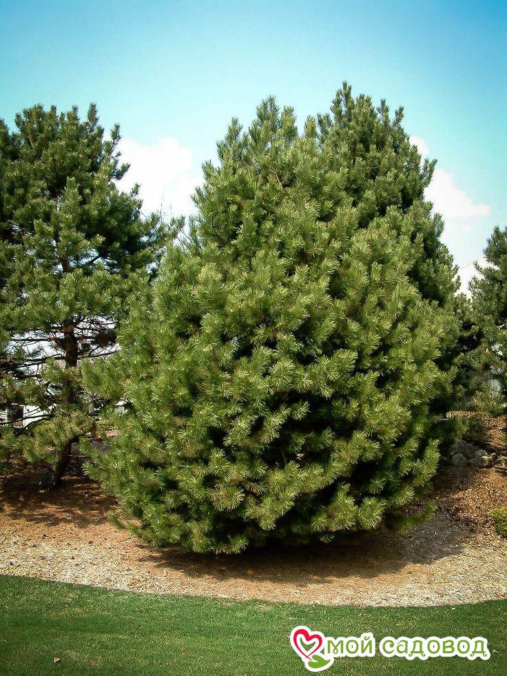 Сосна Чёрная (Pinus Nigra) в Абдулино