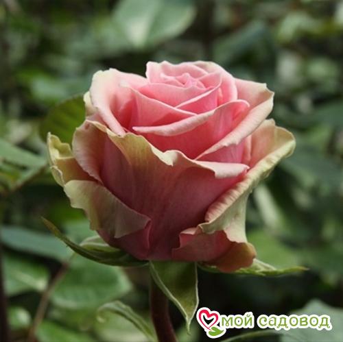 Роза чайно-гибридная Геральдина