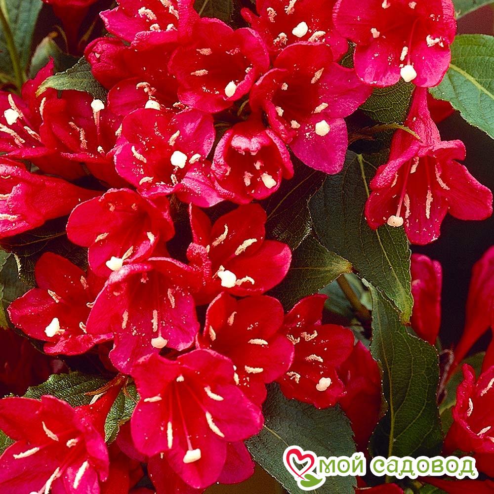 Вейгела цветущая “Ред Принц” в Абдулино