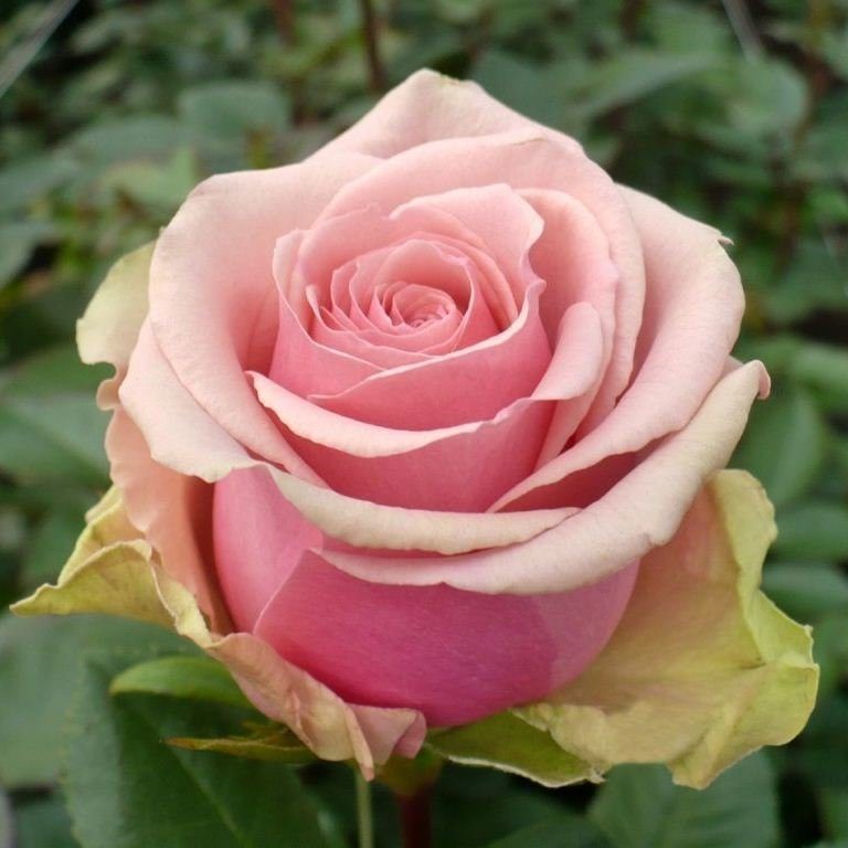Роза чайно-гибридная Геральдина (2) в Абдулино