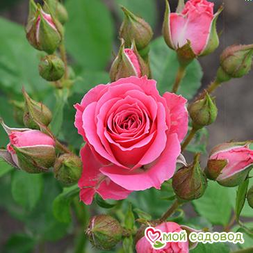 Роза Спрей розовый в Абдулино