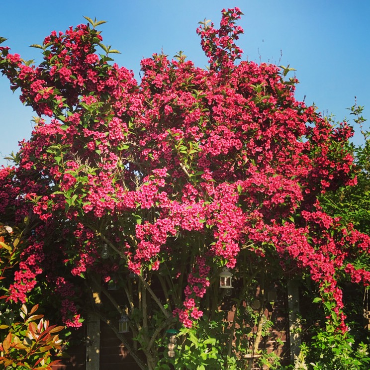 Вейгела цветущая “Бристоль Руби” (2) в Абдулино