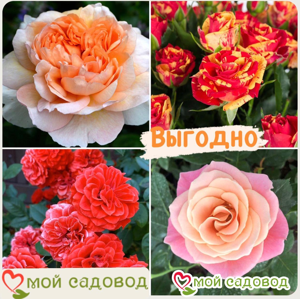 Комплект роз! Роза плетистая, спрей, чайн-гибридная и Английская роза в одном комплекте в Абдулино