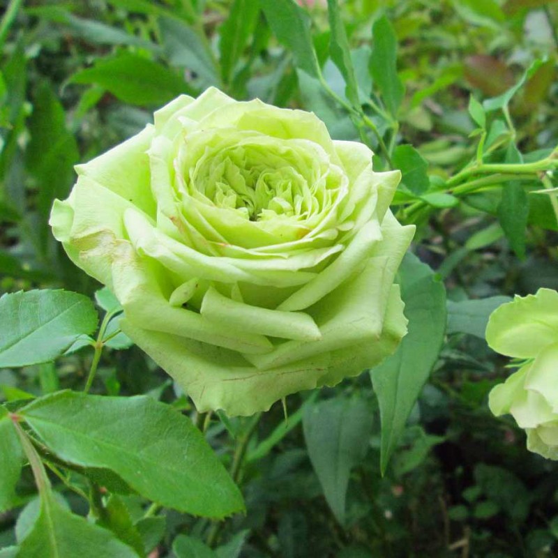 Роза чайно-гибридная Супер Грин (2) в Абдулино