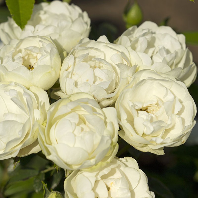 Роза полиантовая Морздаг Уайт (Morsdag White) (4) в Абдулино