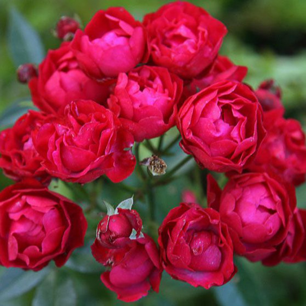 Роза полиантовая Морздаг Ред (Morsdag Red) (4) в Абдулино