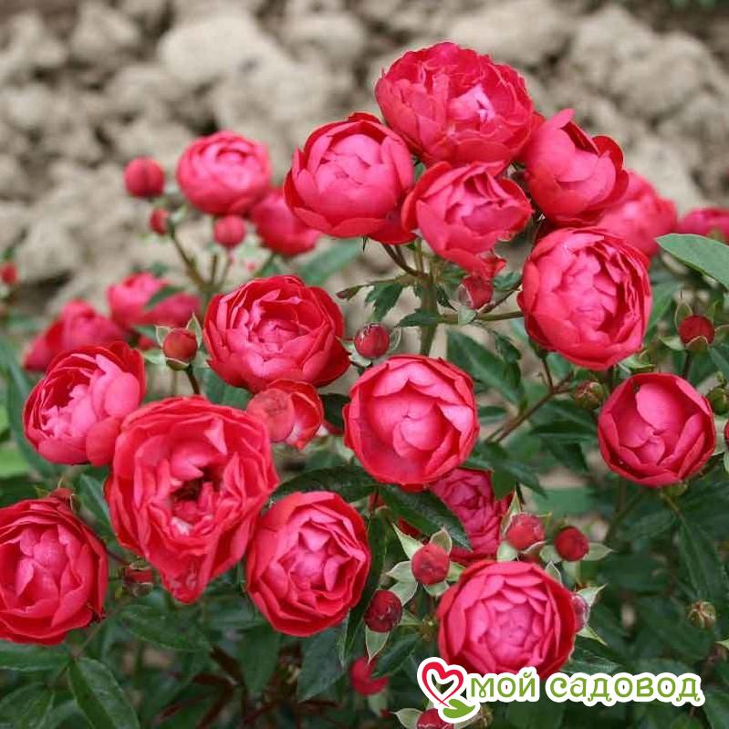 Роза полиантовая Морздаг Ред (Morsdag Red) в Абдулино