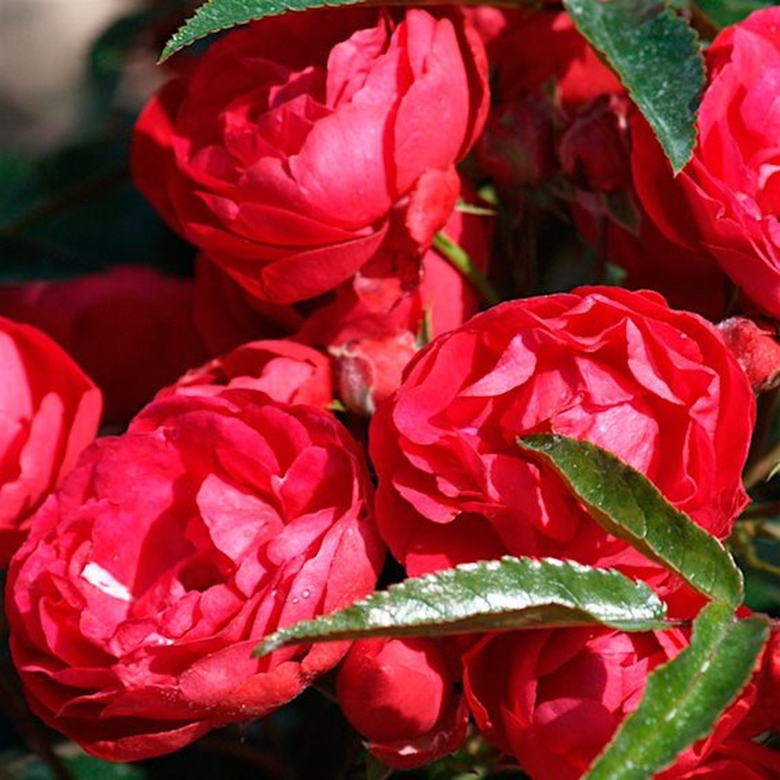 Роза полиантовая Морздаг Ред (Morsdag Red) (3) в Абдулино