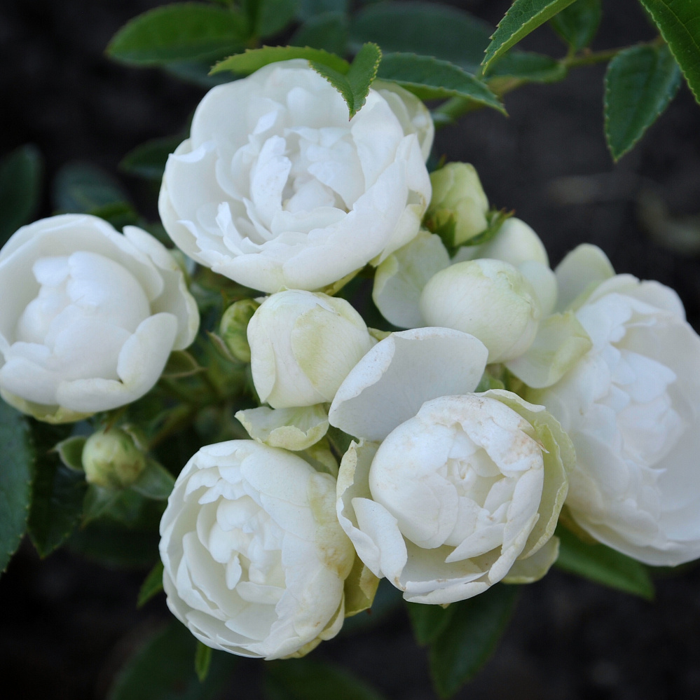 Роза полиантовая Морздаг Уайт (Morsdag White) (3) в Абдулино