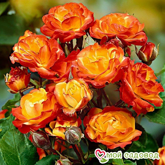Роза полиантовая Румба (Rumba) в Абдулино