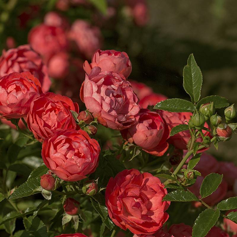Роза полиантовая Морздаг Ред (Morsdag Red) (2) в Абдулино