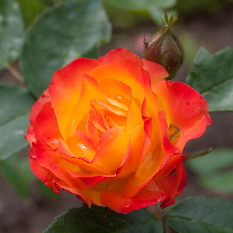 Роза полиантовая Румба (Rumba) (2) в Абдулино