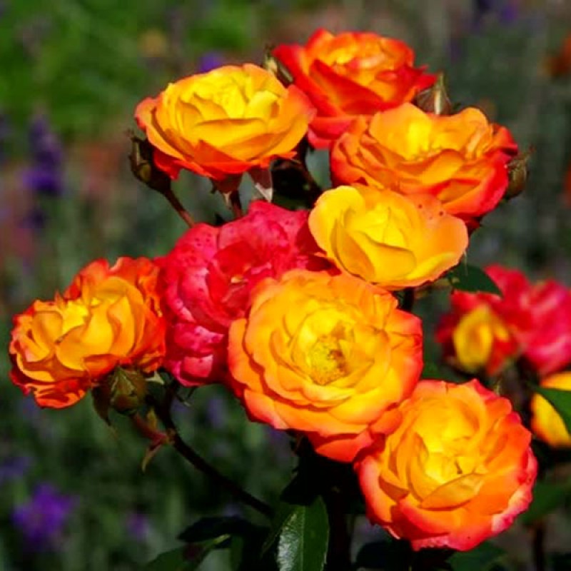 Роза полиантовая Румба (Rumba) (4) в Абдулино