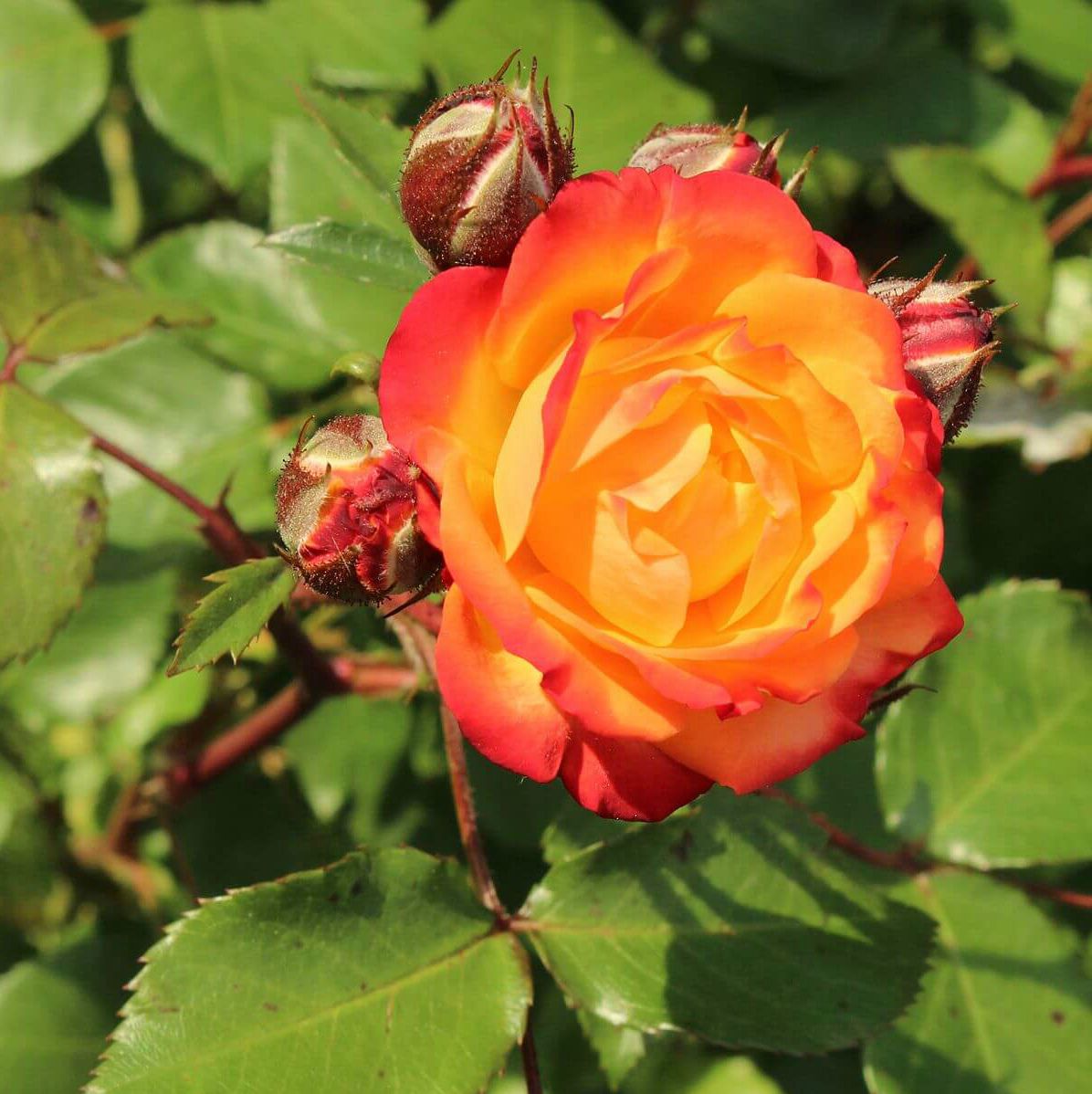 Роза полиантовая Румба (Rumba) (3) в Абдулино