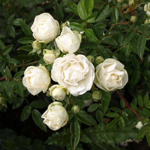 Роза полиантовая Морздаг Уайт (Morsdag White) (2) в Абдулино